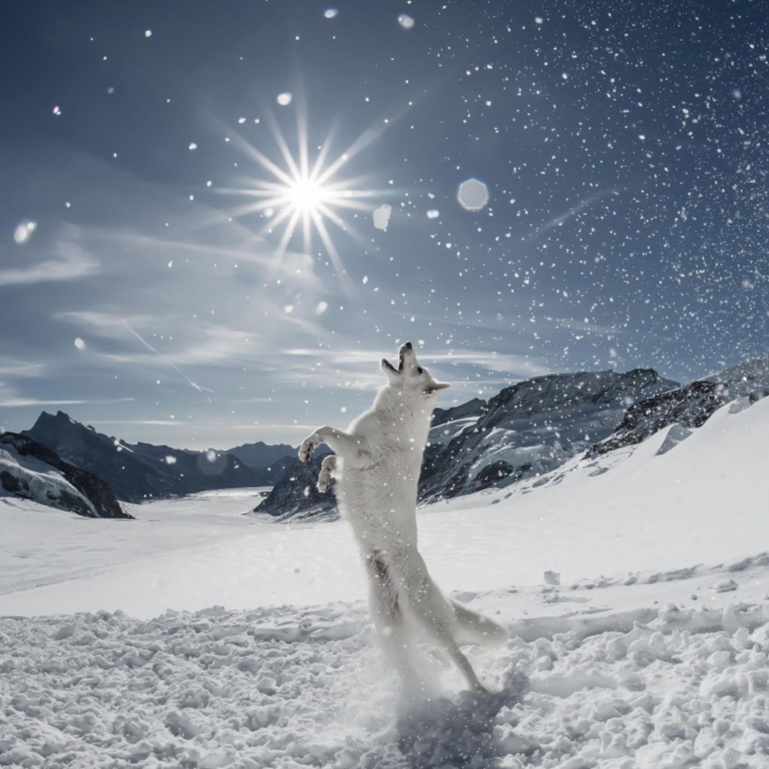 爱吃淮山炖肉的马尾