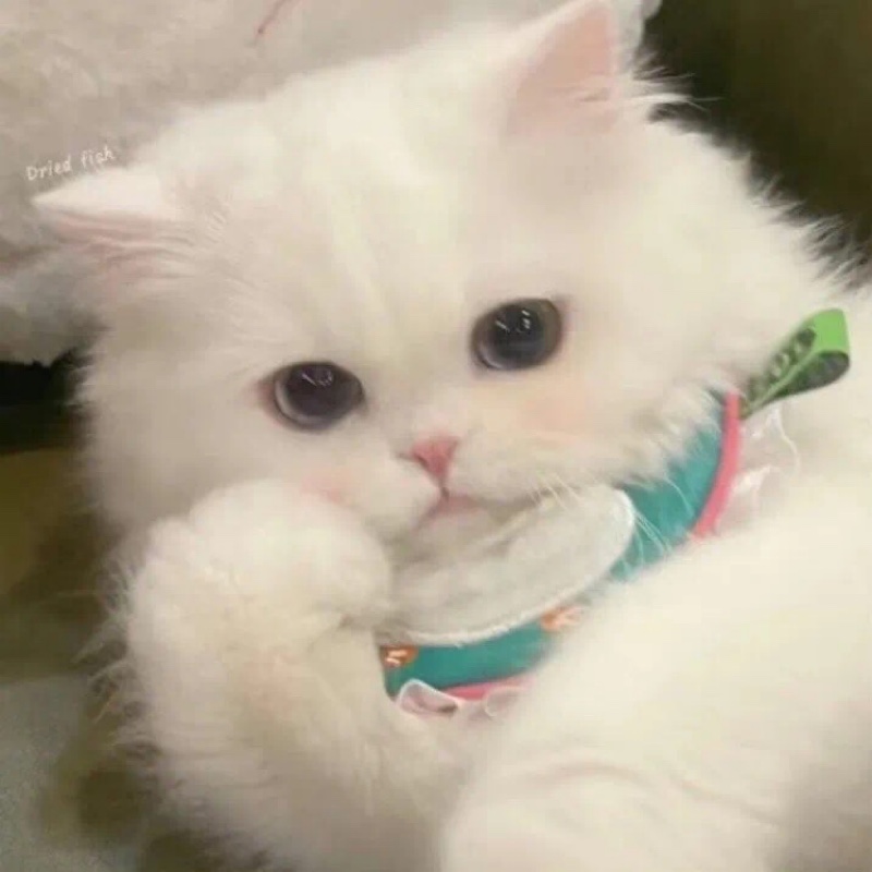 马东锡东北分锡