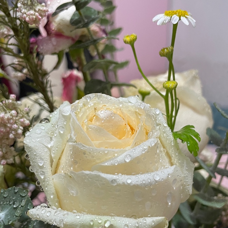 白白胖胖大希望