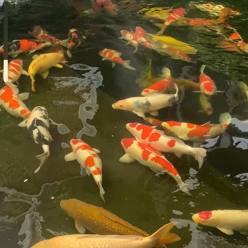 広龍日本锦鯉(^_^)