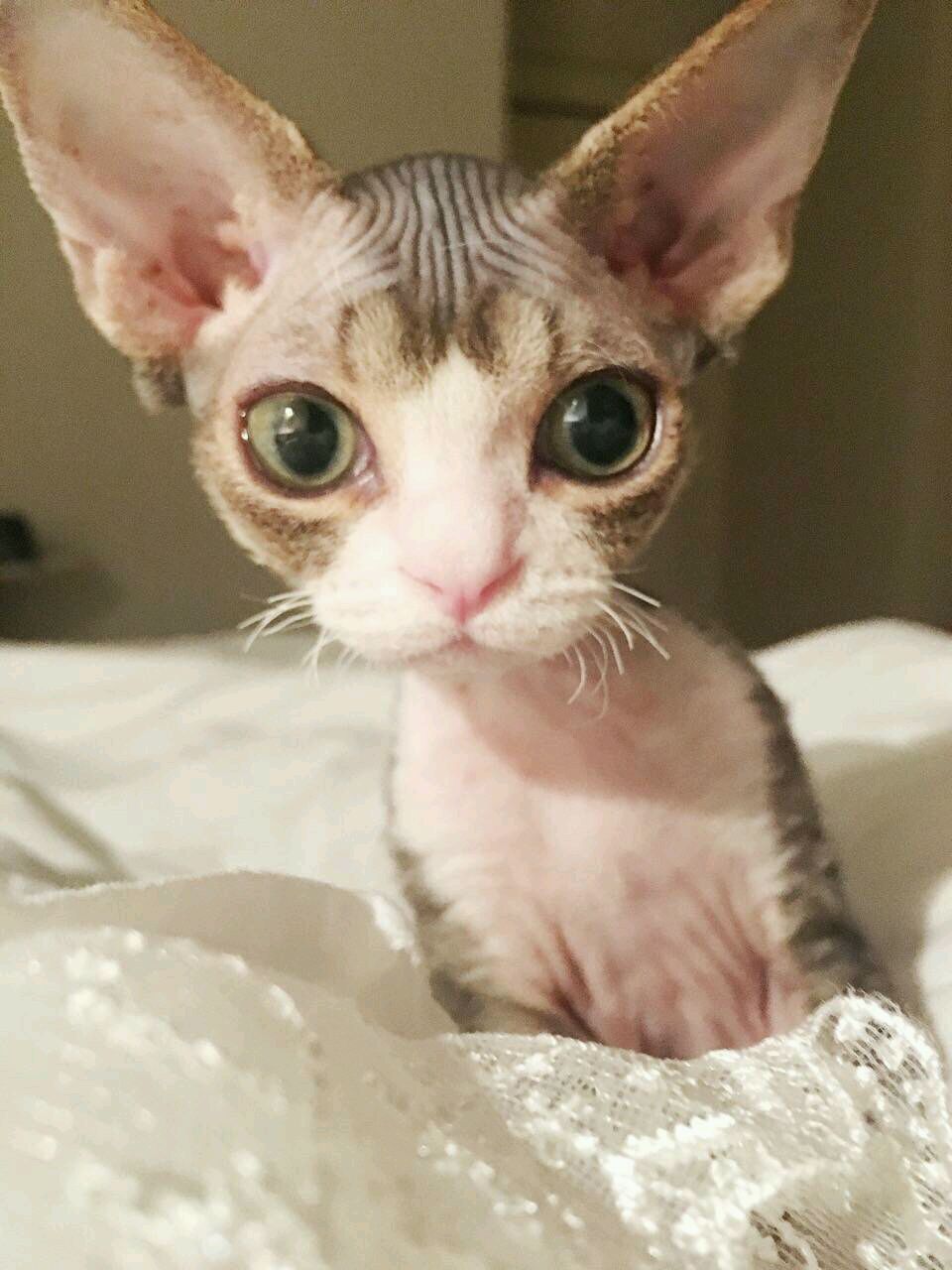 包子是一个好青年