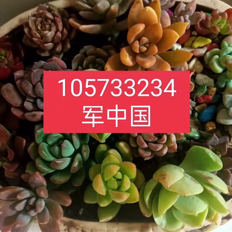 军105733234