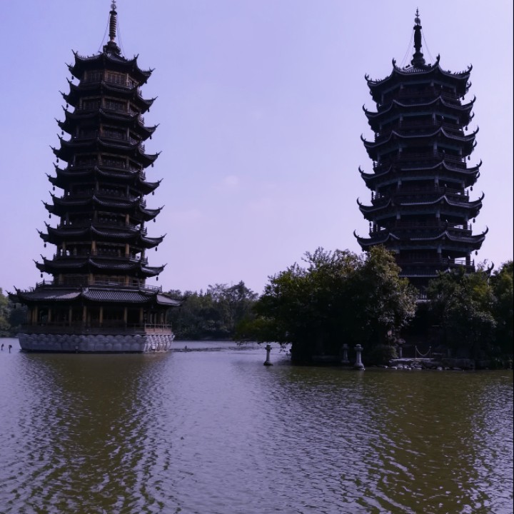 透明的西藏岩梅