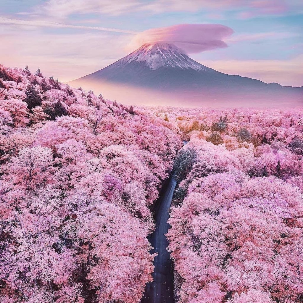 魚香肉絲沒有魚