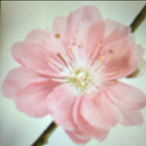 雨中的叶子超自信