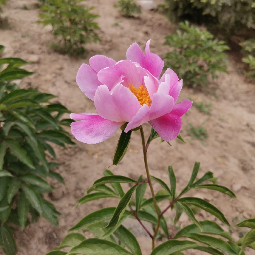 爱吃酸笋鱼的夏山小虫