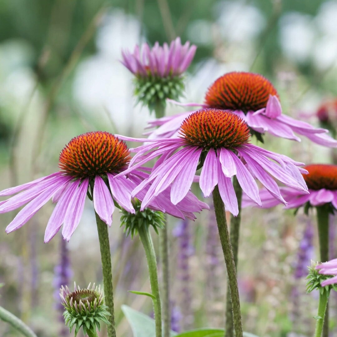 一个进水的女超人