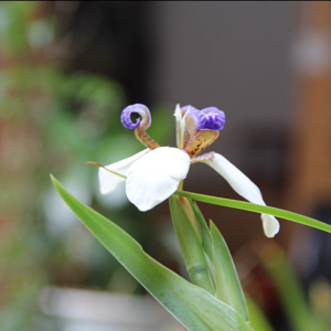 爱吃东北乱炖的槟榔