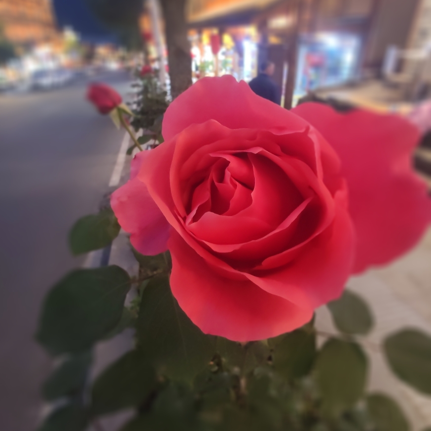 爱吃香杏果酱的凤梨