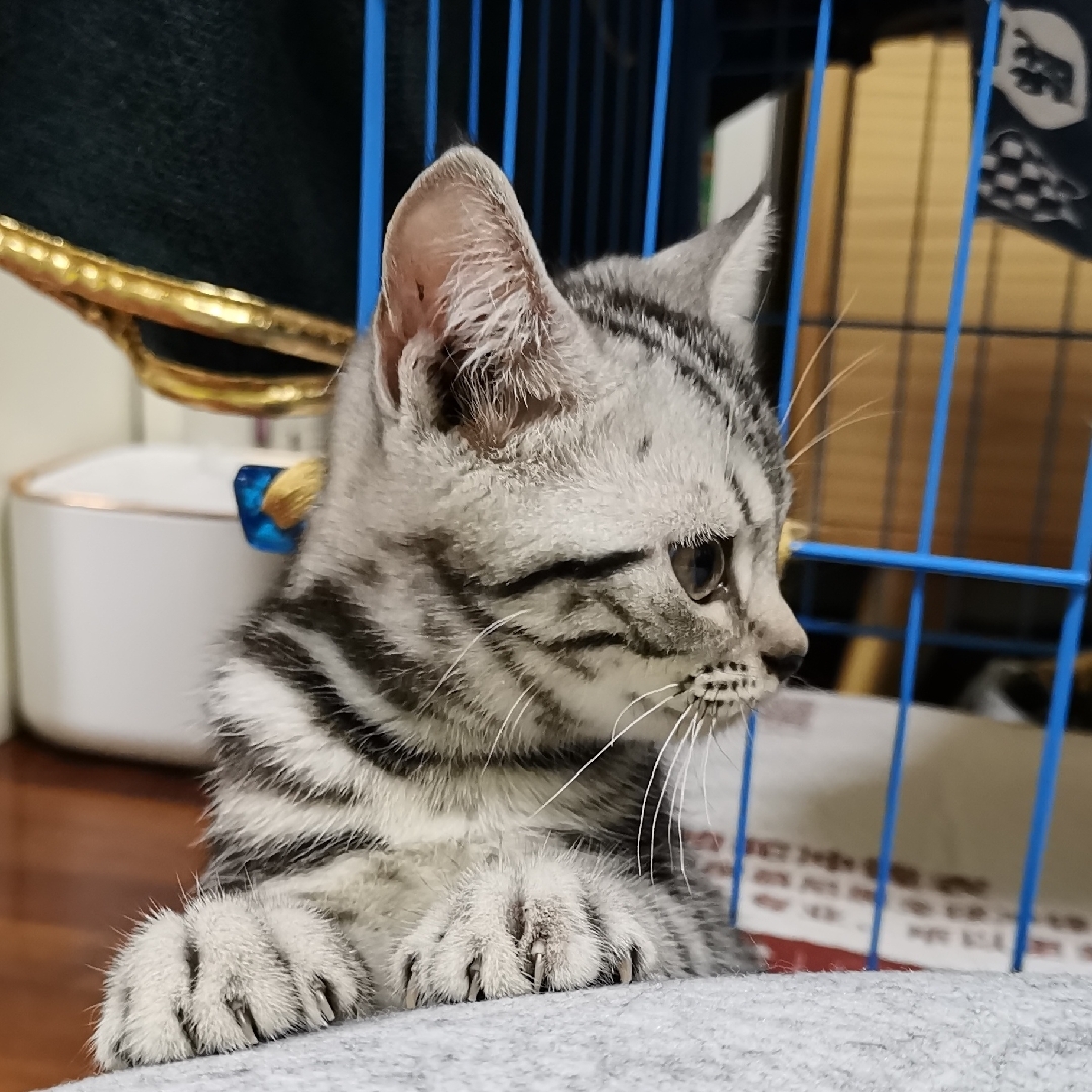 芃芃其麦我行其野百合