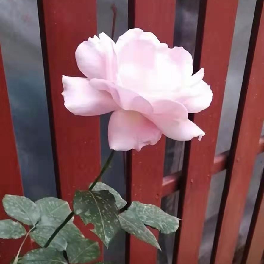 太阳肩并肩星星