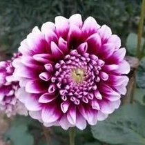 爱吃三丝凉拌的风格