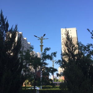 家乡的一片树叶子