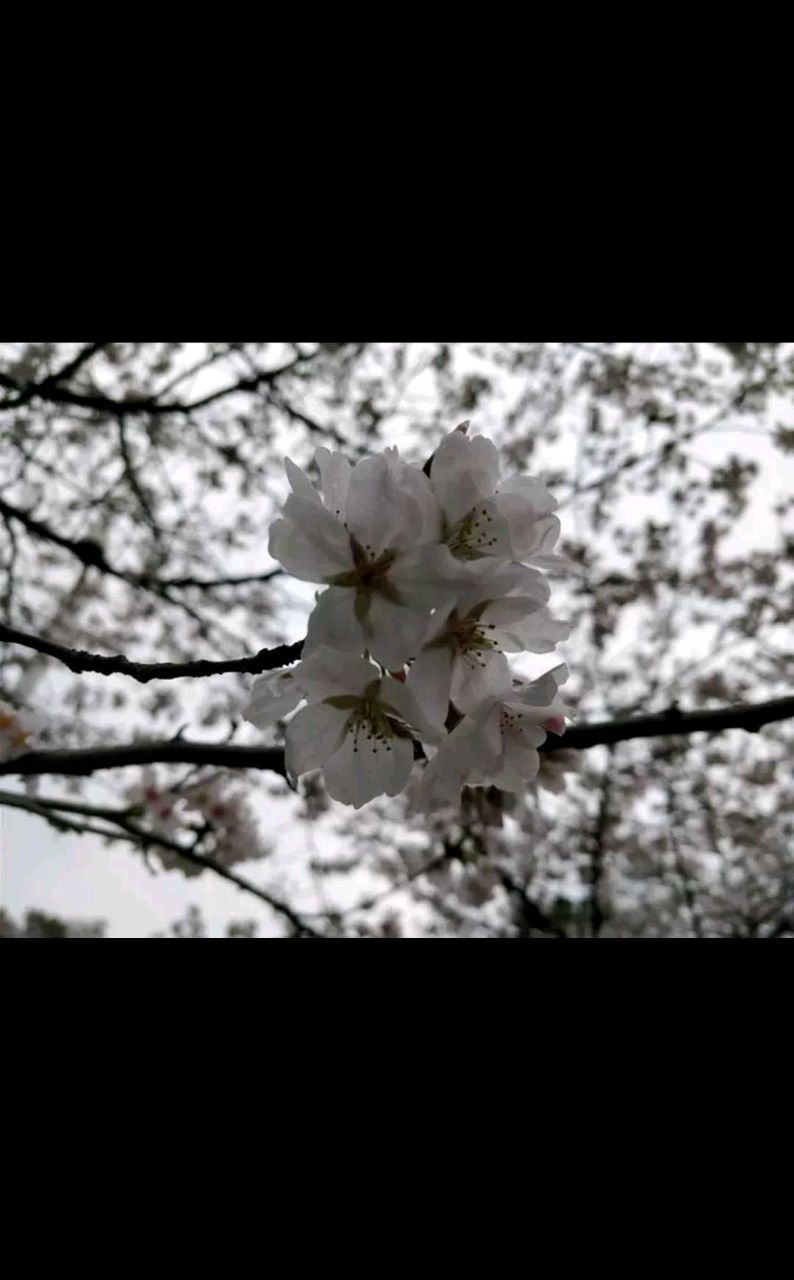 心无杂念白月光