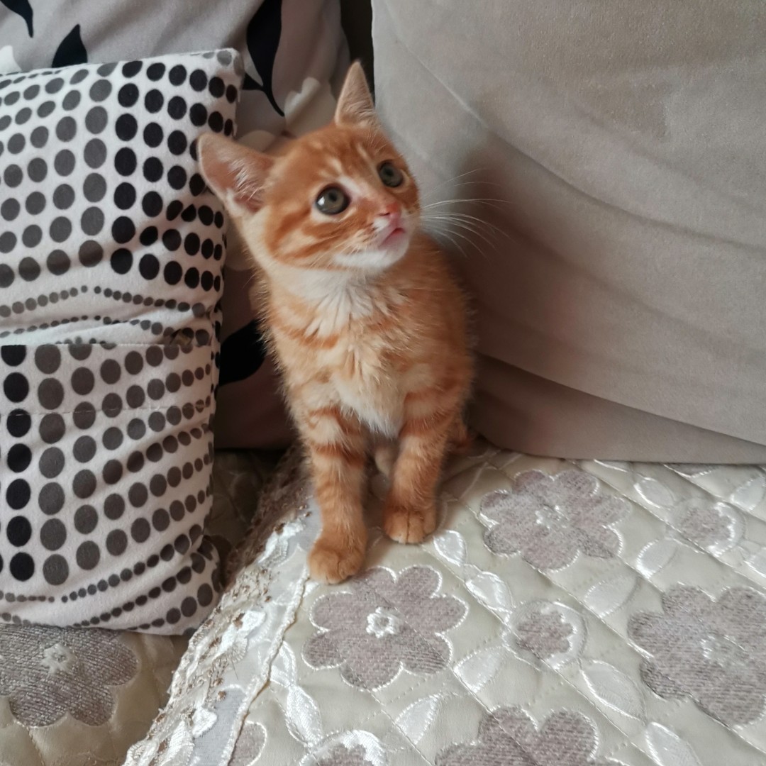 飞蝶有态度龙行