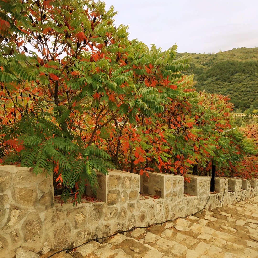 芝麻开花节节高CZ