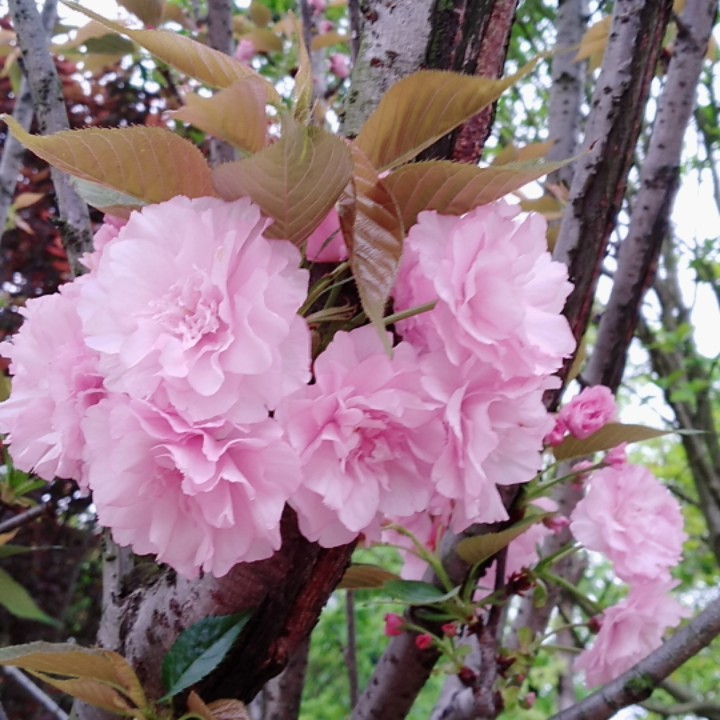 微笑de林克罗罗