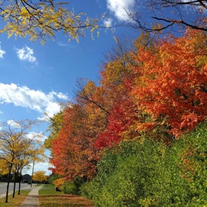 牵着小猪逛街123