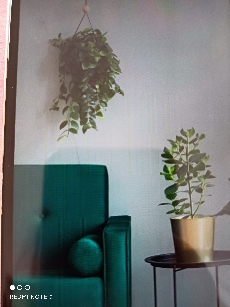 花与叶子的传说