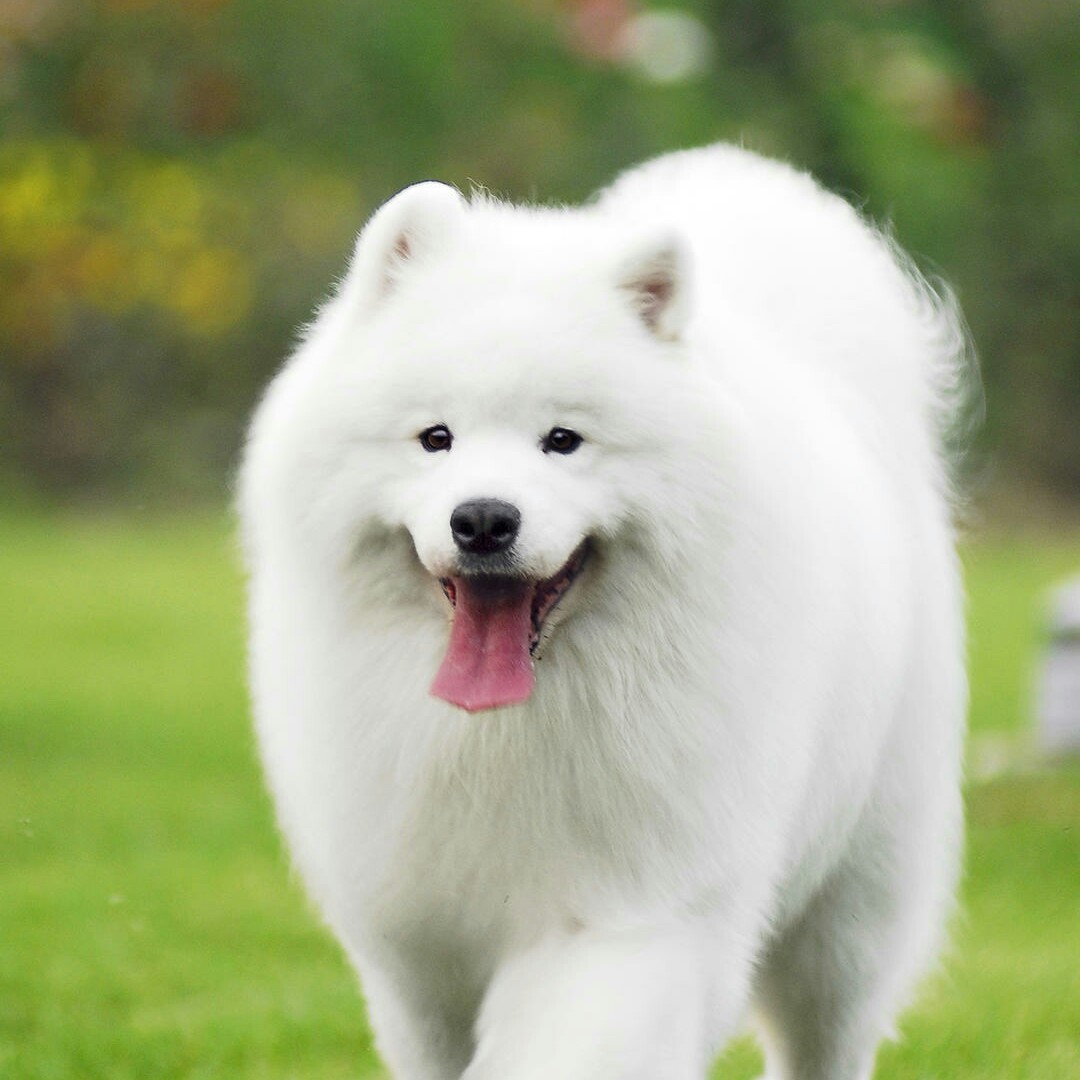 花的物语堆雪人