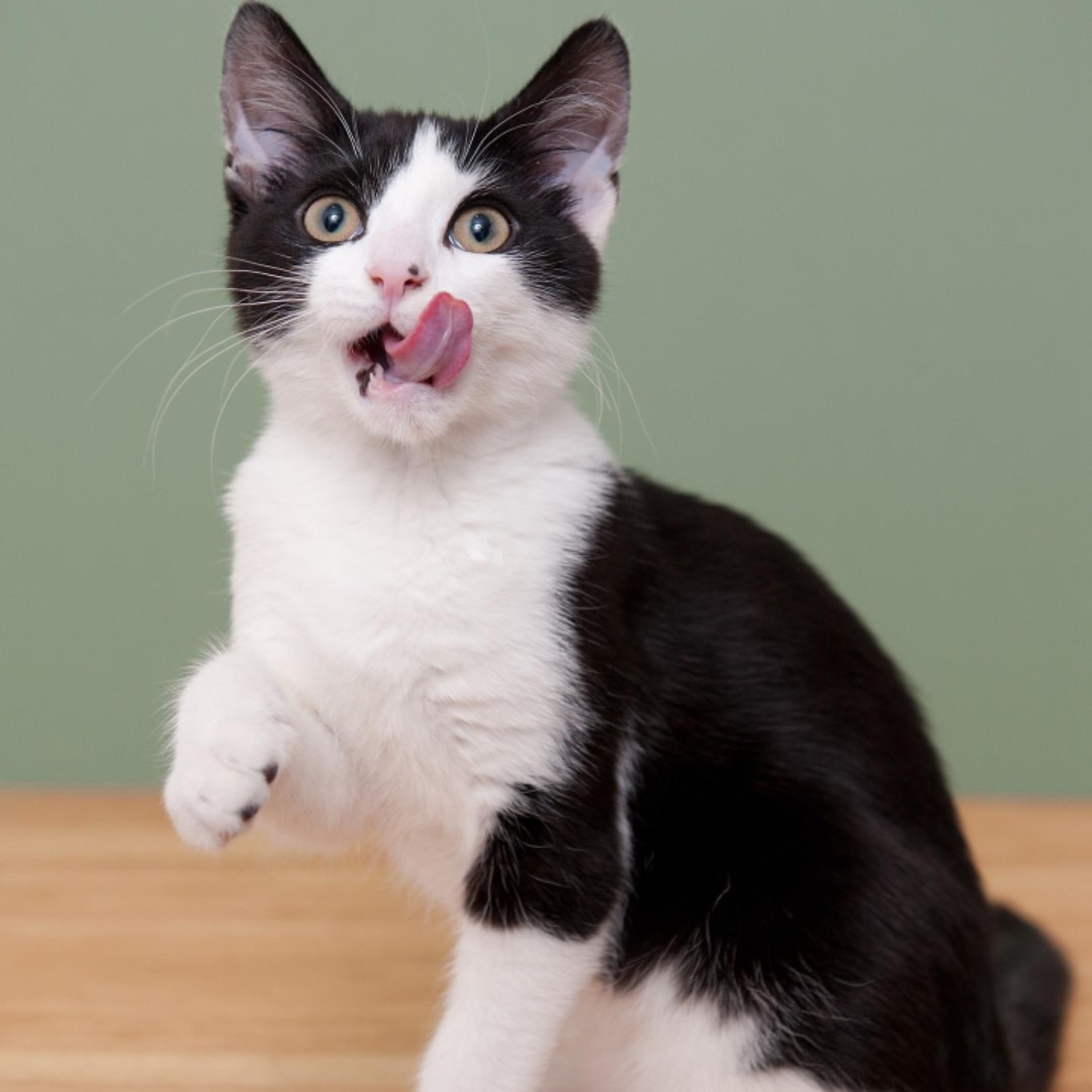 我们一起喵喵&hellip;&hellip;