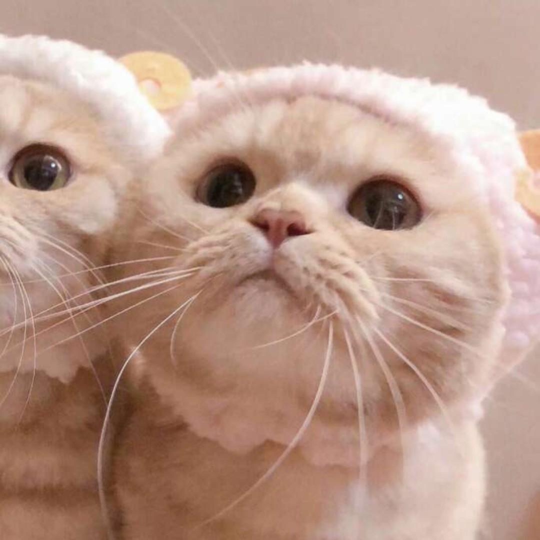 爱吃番茄年糕的新一