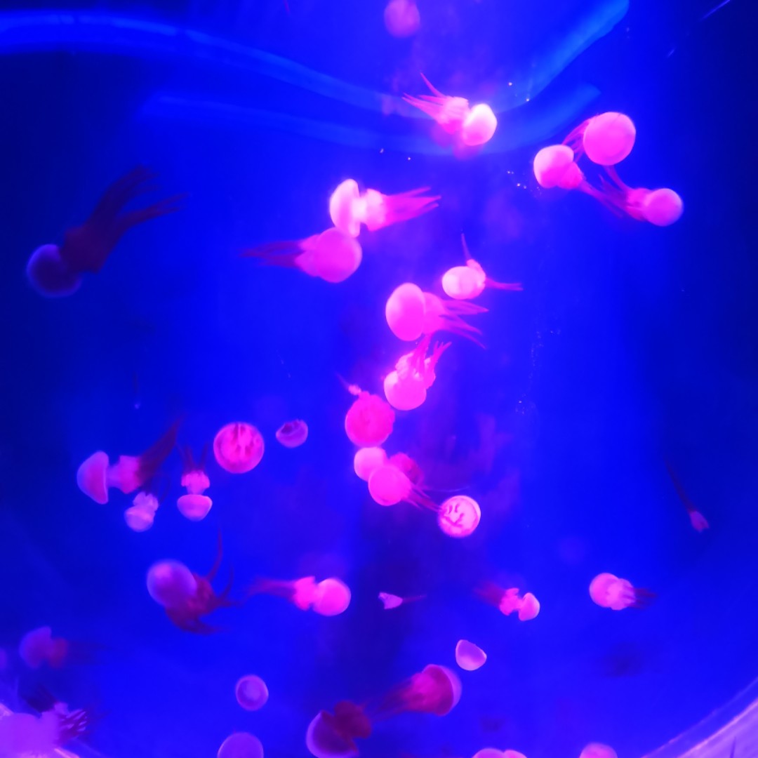 爱吃碳烤羊排的油桃76