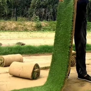 盛博农业草坪基地-