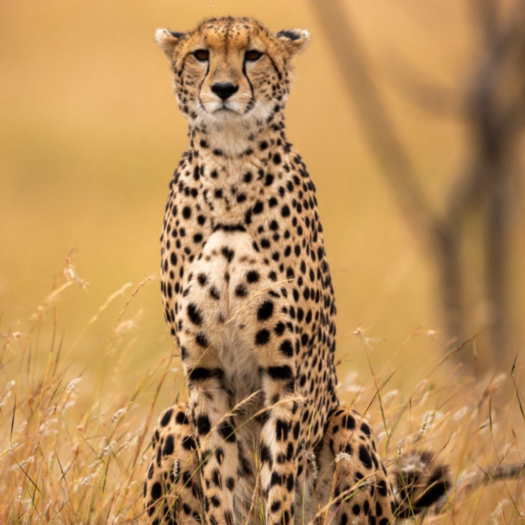 梦断紫禁城你好吗？