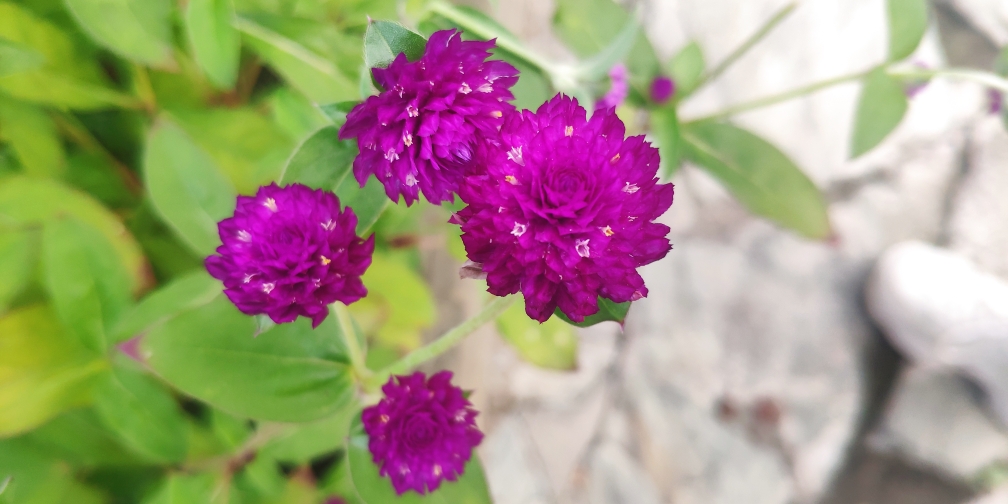 苏公路热情的天冬