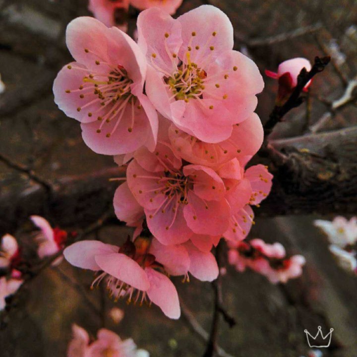 爱吃武汉豆皮的小鱼