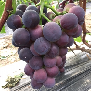 大棚葡萄