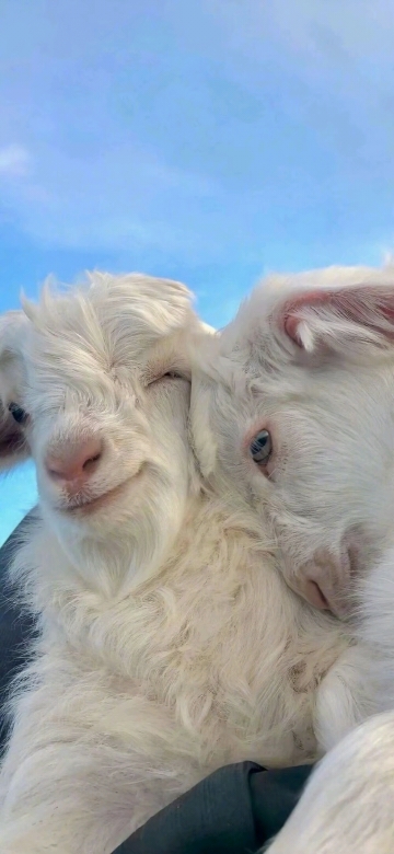 爱吃松花蛋的爱徒生