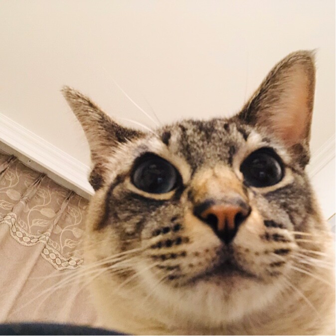 饼干哥哥嘿嘿嘿