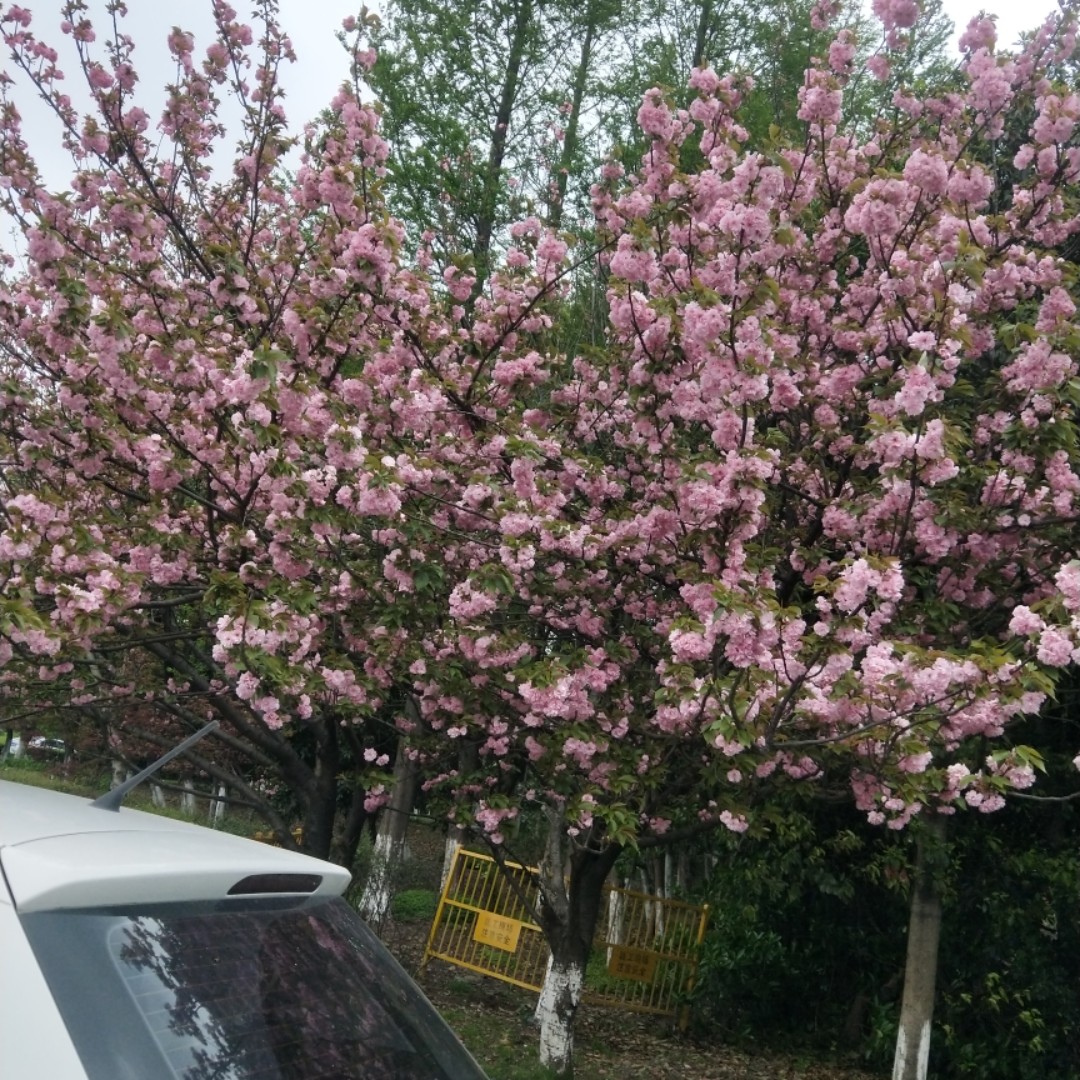 嗯哼大王小姐姐