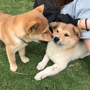 牛奶土豆小宝贝