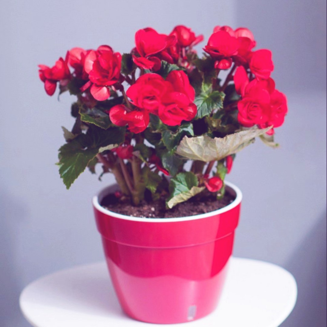 自制土曲高梁酒