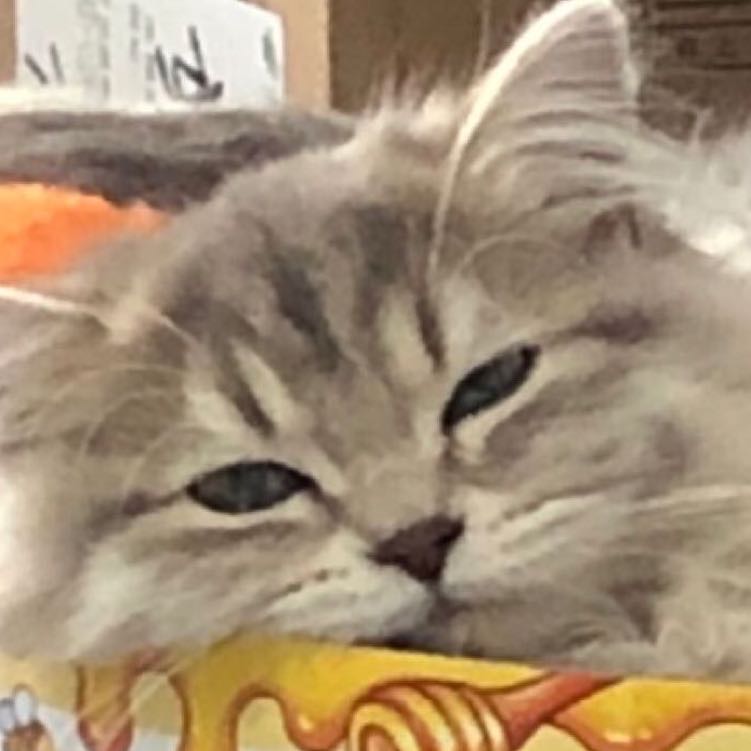 小鱼干干小猫咪咪