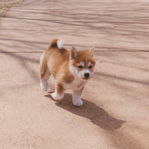 要叫我女王大人x