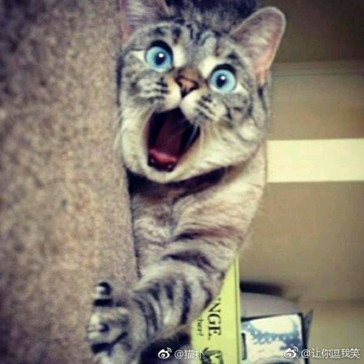 勤俭持家大冤种