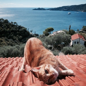 澳大利亚的小羔羊