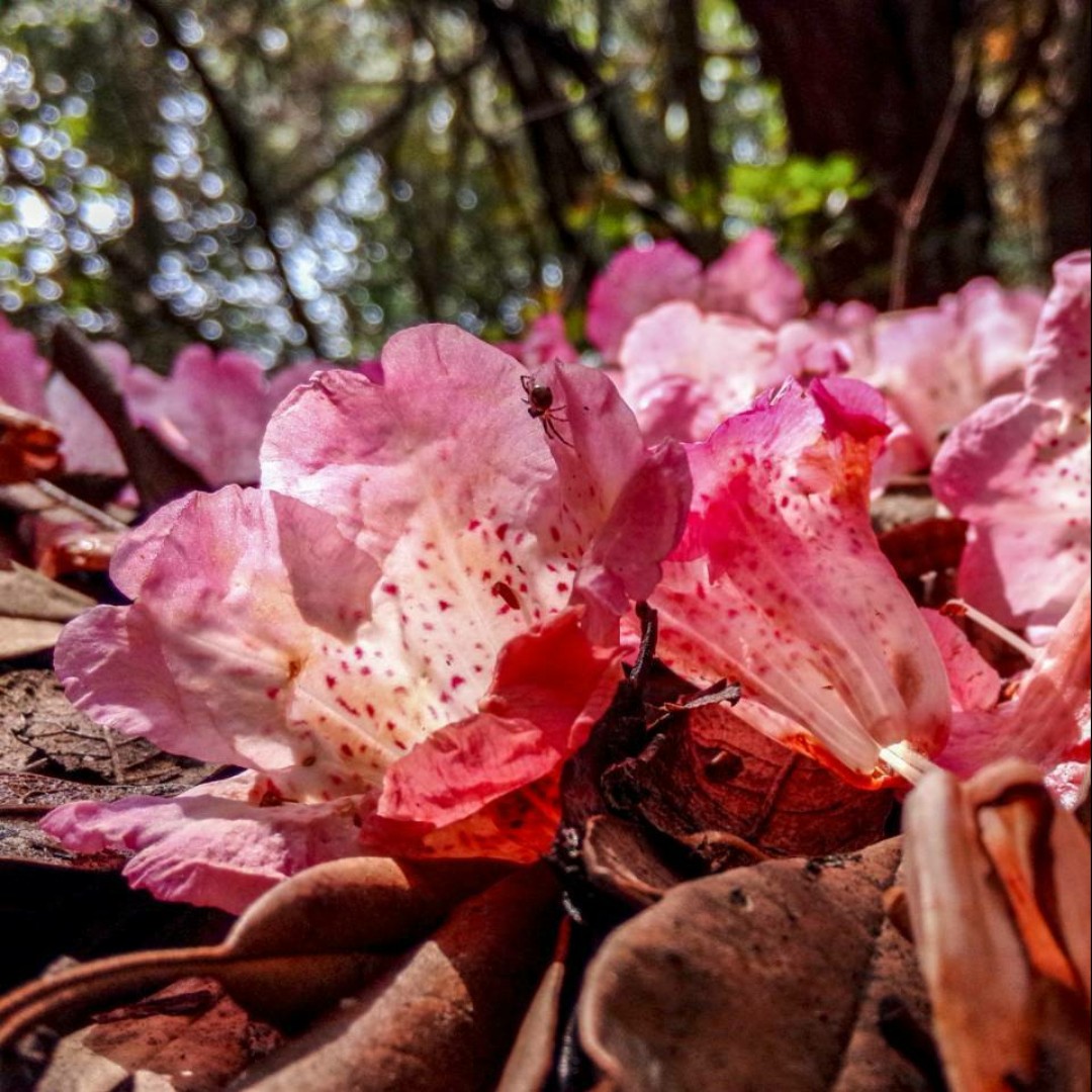 笑对人生棉花糖