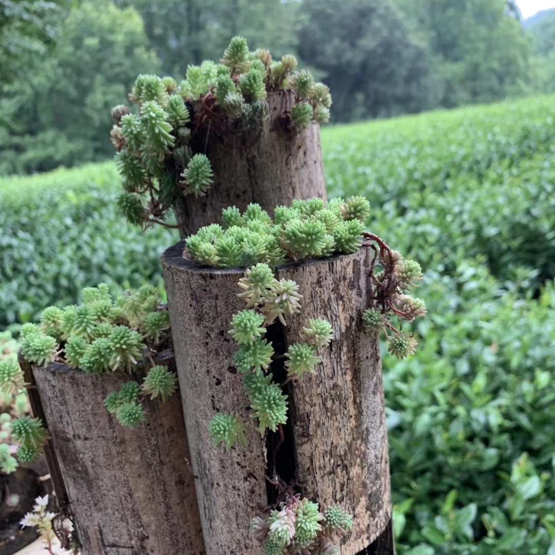 爱吃东北冷面的离洛传杰