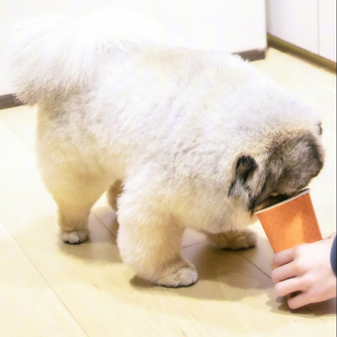 谁让我可爱呢阿西