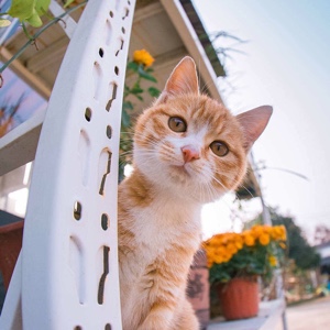 歪脑袋的木头桩丶