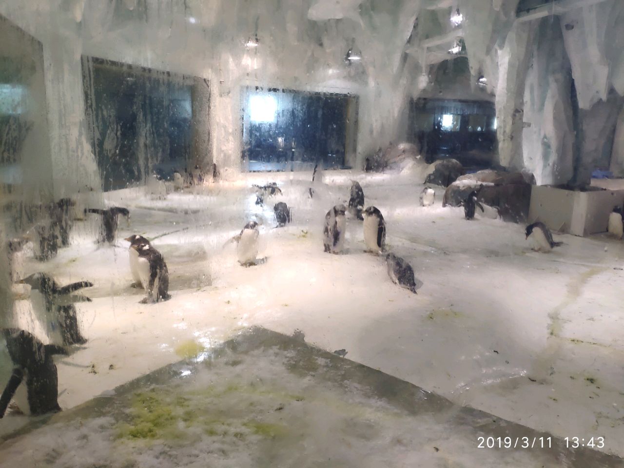 米白的乌柿西瓜