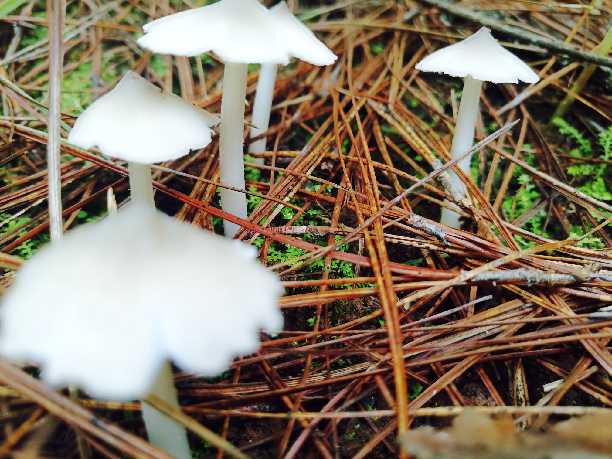 彝诺彝生的诺言