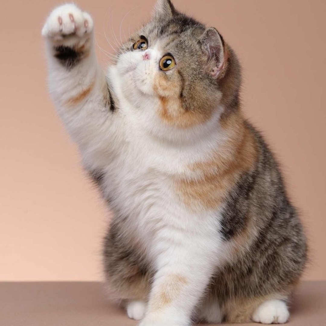 在天空翱翔的云