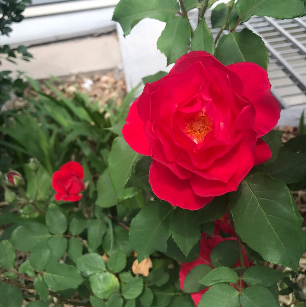 砖红色的杏(^_^)