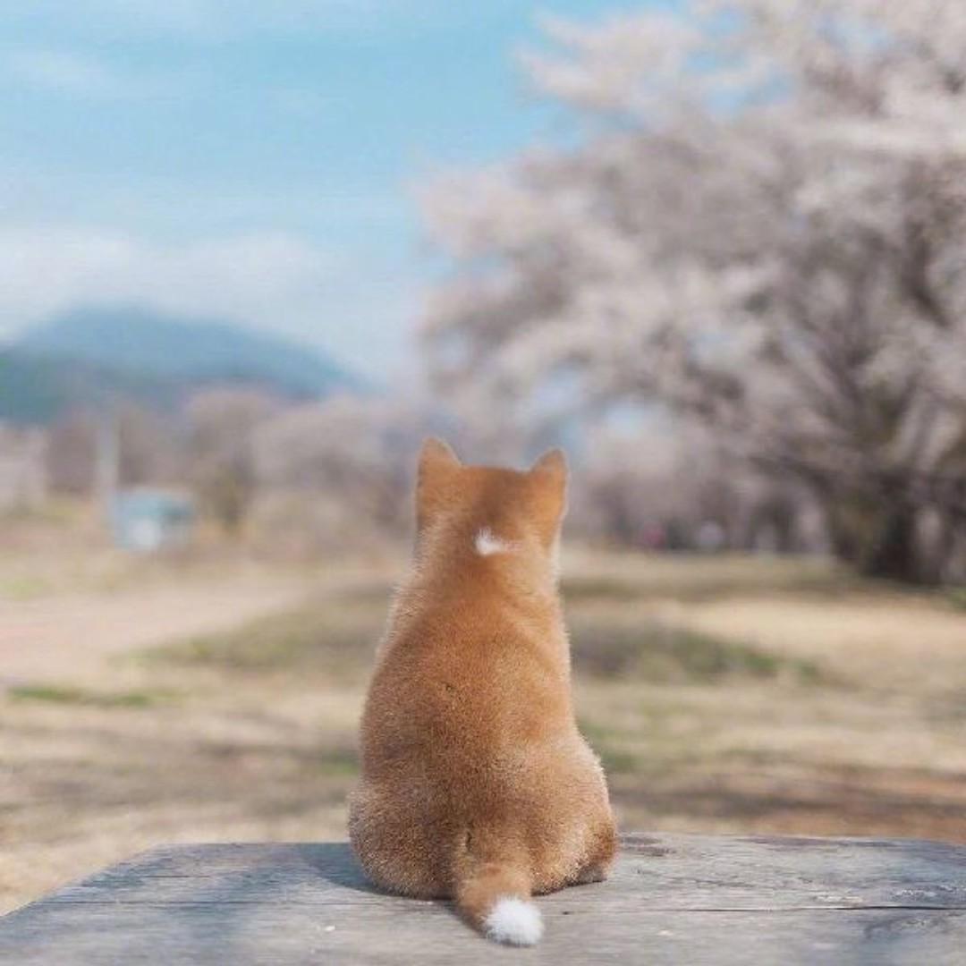 少年洛的奇幻漂流